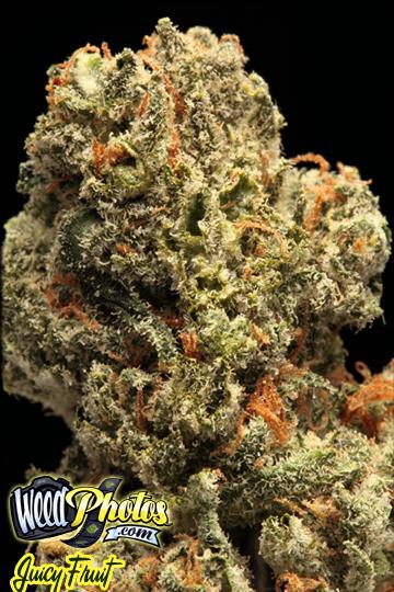 Juicy Fruit Marijuana Strain Pictures - The Weed Blog