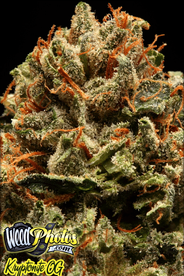 Kryptonite OG Marijuana Strain Review And Pictures - The Weed Blog