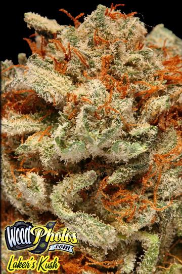 Lakers Kush Marijuana Strain Pictures - The Weed Blog