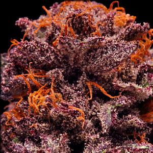 lavender marijuana strain