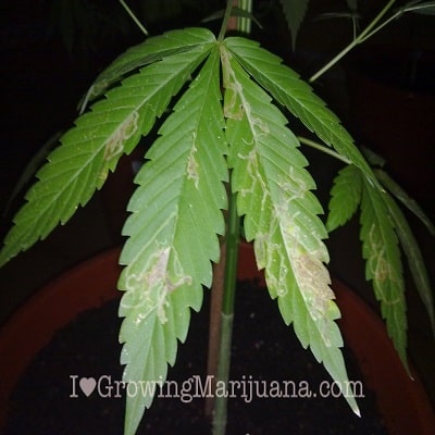 leaf miners marijuana plants