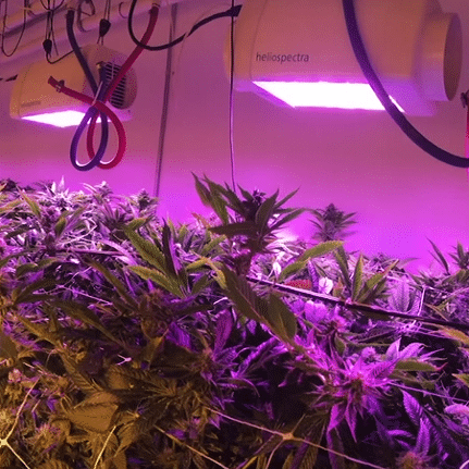 led cannabis grow lights