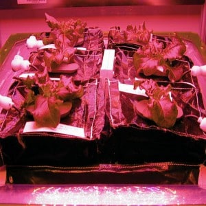 lettuce led grow lights nasa