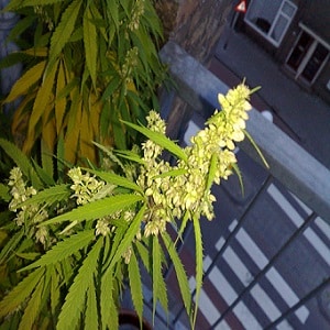 male female marijuana plant