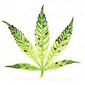 manganese marijuana plants