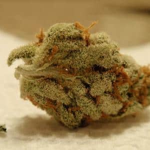 mango marijuana strain