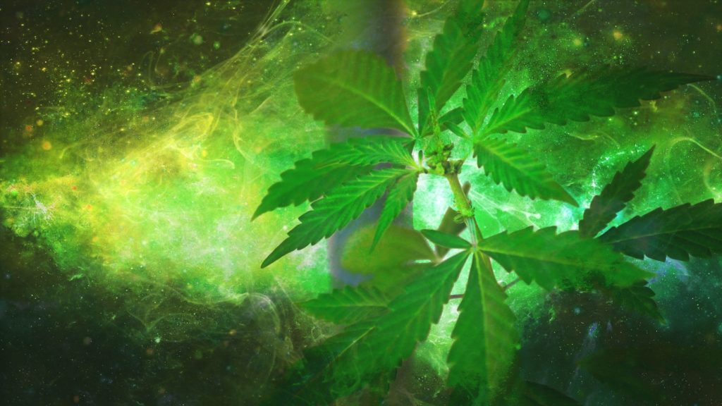 Cannabis affects your endocannabinoid system differently depending on method of consumption; edibles are absorbed far more slowly than smoking weed flower.