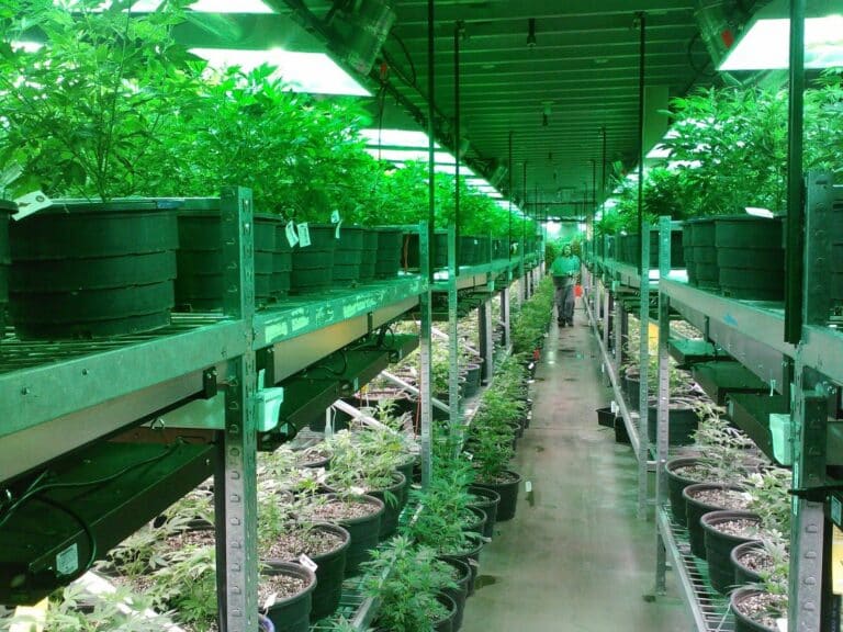Several applicants received an agreement from the DEA to begin growing cannabis.
