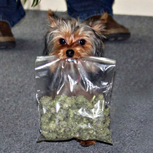 medical marijuana dog
