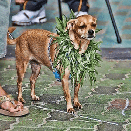 medical marijuana for pets animals