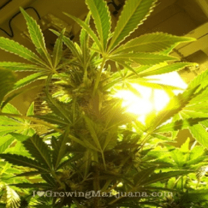 marijuana cannabis garden lighting lights