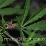 marijuana grasshopper