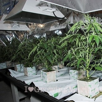 marijuana grow medium