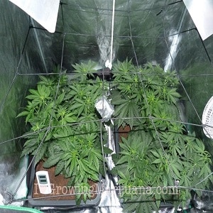 marijuana grow schedule - Week Two Flowering