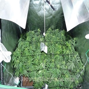 marijuana grow schedule - Week Three Flowering