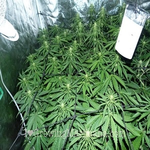 marijuana grow schedule - Week Four Flowring