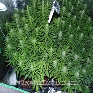 marijuana grow schedule - Week Six Flowering