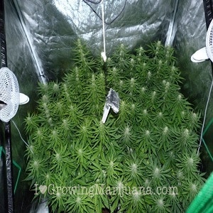 marijuana grow schedule - Week Seven Flowering