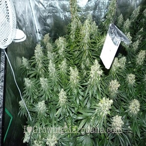 marijuana grow schedule - Week Nine Flowering