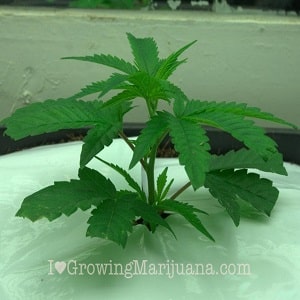 marijuana mother plant