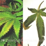 marijuana-nutrient-deficiency-phosphorus