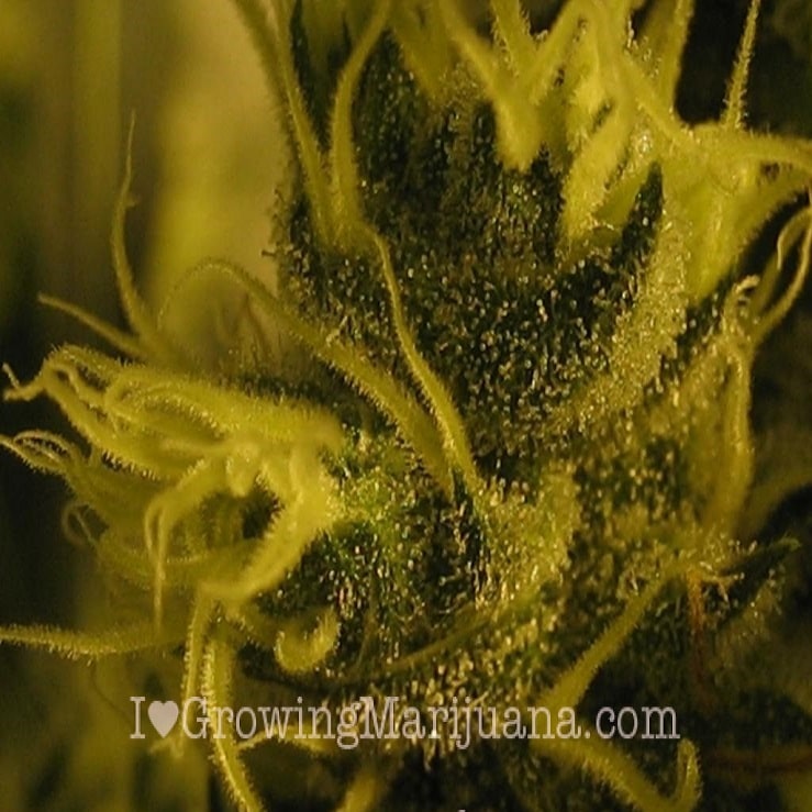 marijuana plant sugars
