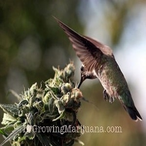 marijuana plants birds