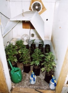 budget marijuana garden
