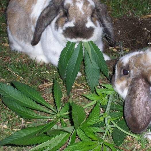 marijuana rabbits dea utah