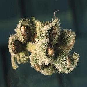 free for all colorado bill althouse marijuana seeds cannabis