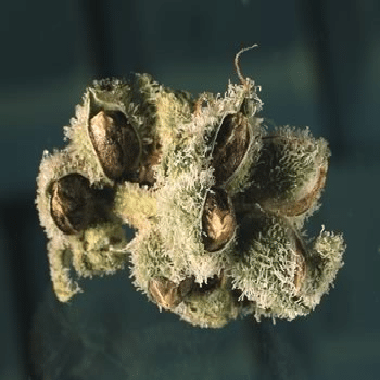 marijuana seeds dna genetics