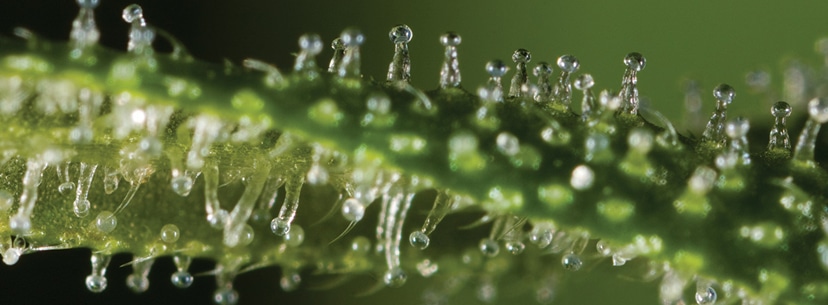 check cannabis trichomes for harvesting 