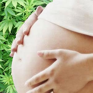 Marijuana Pregnant