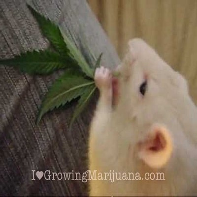 mice rats mouse marijuana