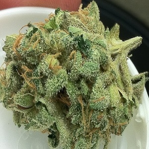 mk ultra marijuana strain