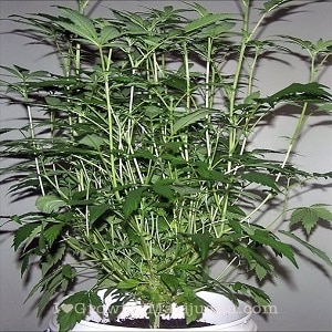 monster cropping marijuana plants