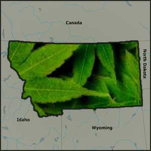 Montana medical marijuana