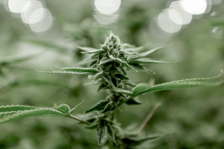 Schumer Hosts First Marijuana Meeting to Formulate 2021 Legalization Plan.