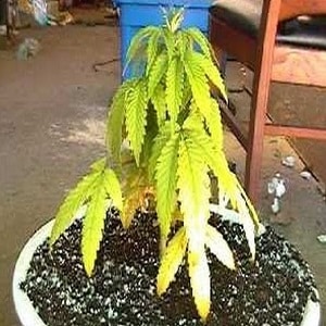 nitrogen deficiency marijuana plant