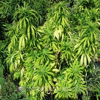 nutrient deficiencies marijuana plants