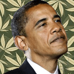 obama cannabis