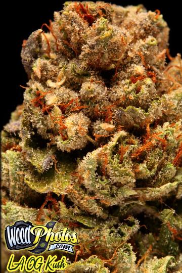 OG Kush Marijuana Strain Review And Pictures - The Weed Blog