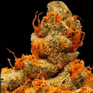 orange haze marijuana strain