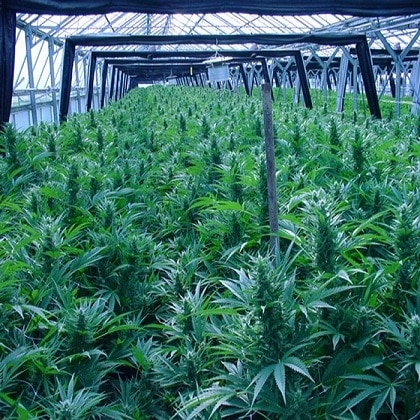 oregon marijuana, indoor or outdoor marijuana