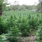 Harvest outdoor marijuana plants
