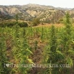 best time for Outdoor marijuana harvest