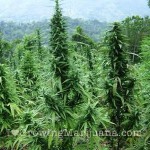 marijuana harvest time