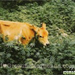 outdoor-marijuana-animal-protection