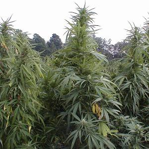 outdoor cannabis growing tips