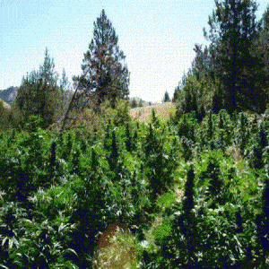 michigan marijuana garden federal Edward Schmieding